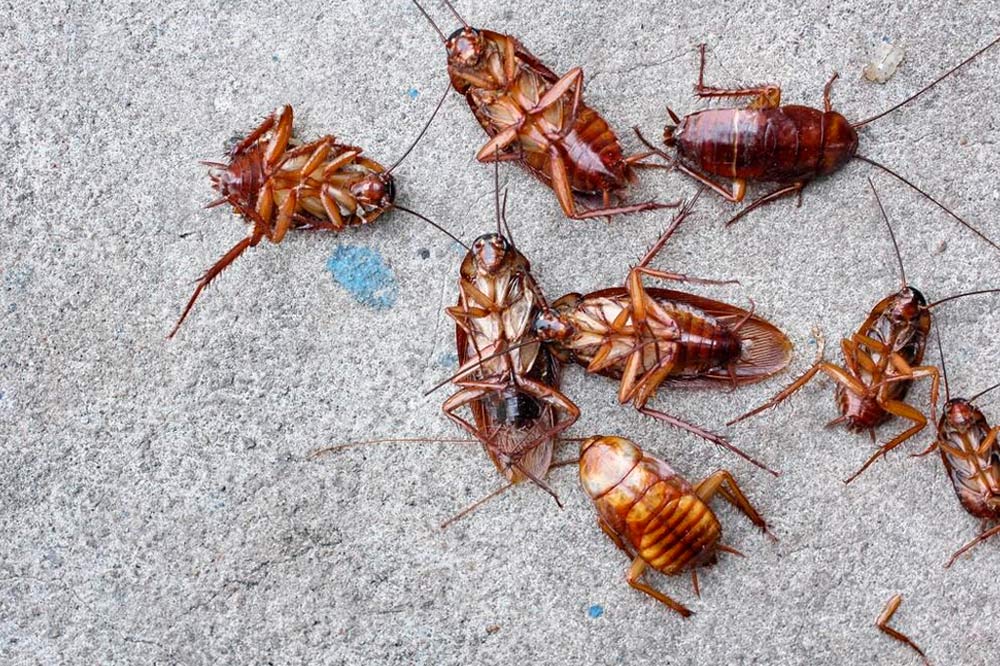 Cucarachas