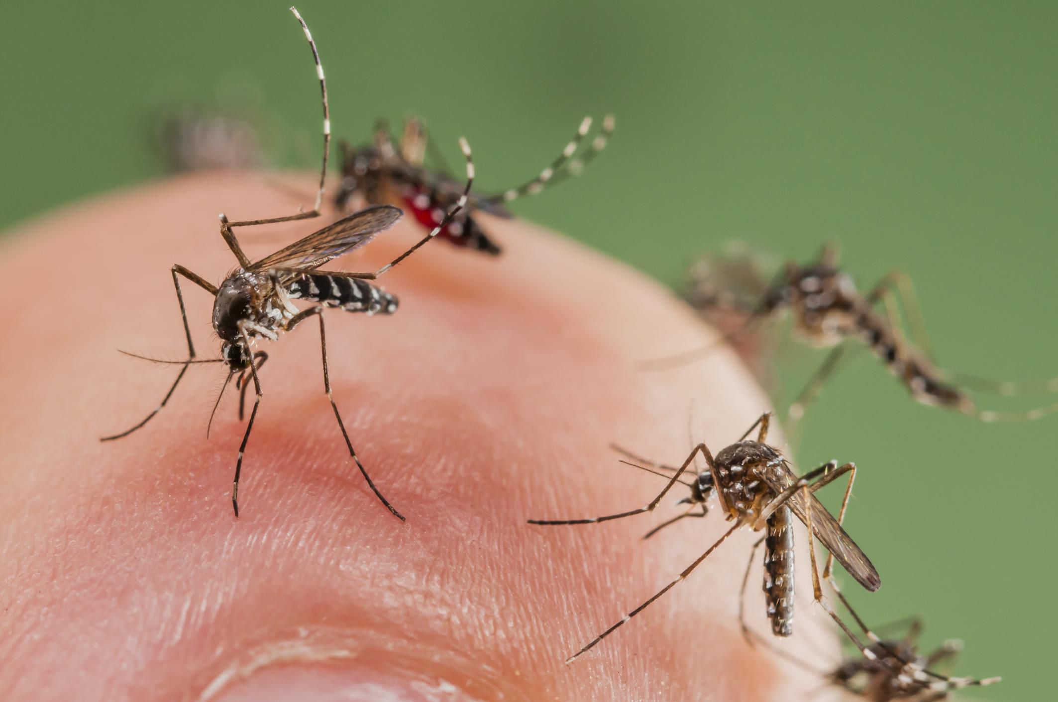 Mosquitos