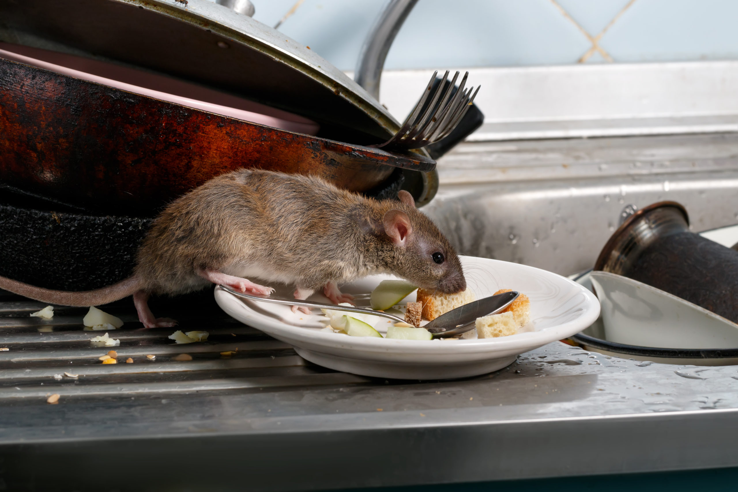 Ratas y ratones